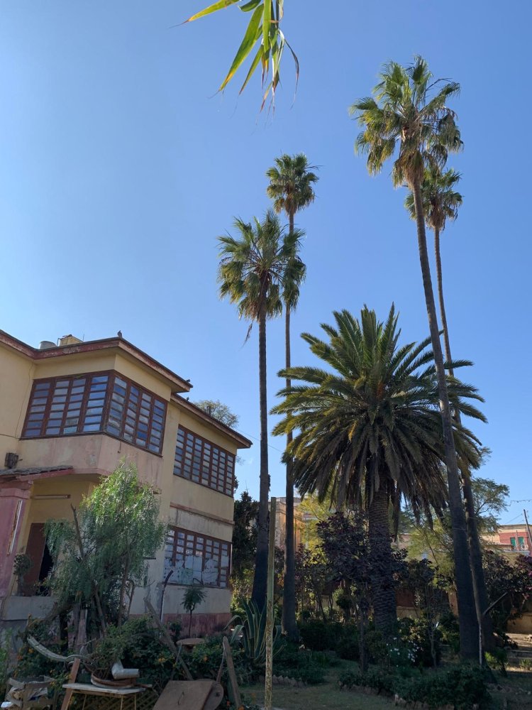 Here I was born. Sami Cohen's home in Asmara