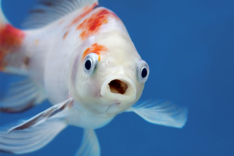 (צילום: shutterstock)