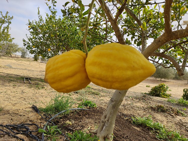 (צילום: דייויד סילברמן)