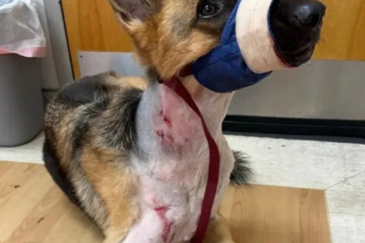 זאוס לאחר התקיפה