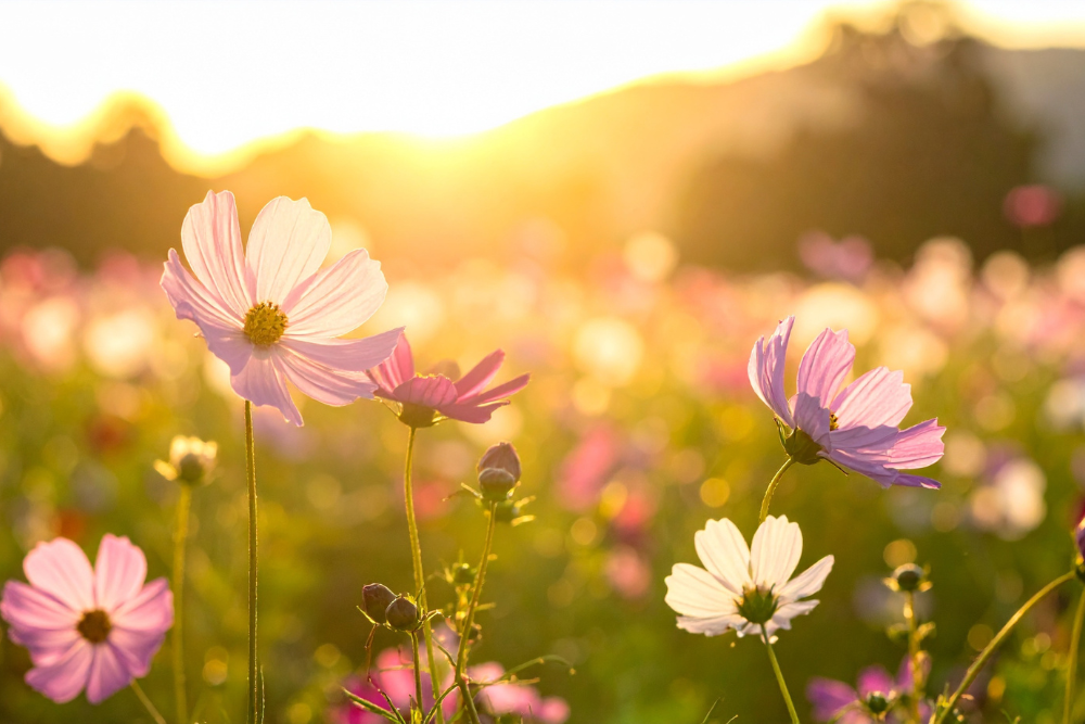הגוף שלנו מגיב לאור השמש באופן מידי