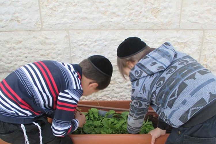 (קרדיט: עמותת לשומרה)