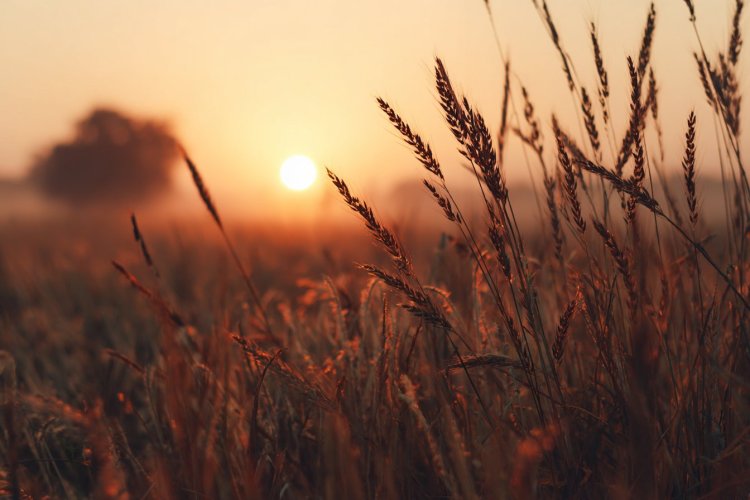 צפי בזריחה או בשקיעה