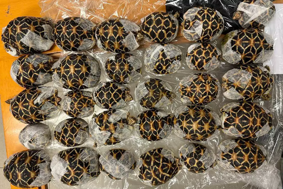 הצבים שנתפסו בשדה התעופה