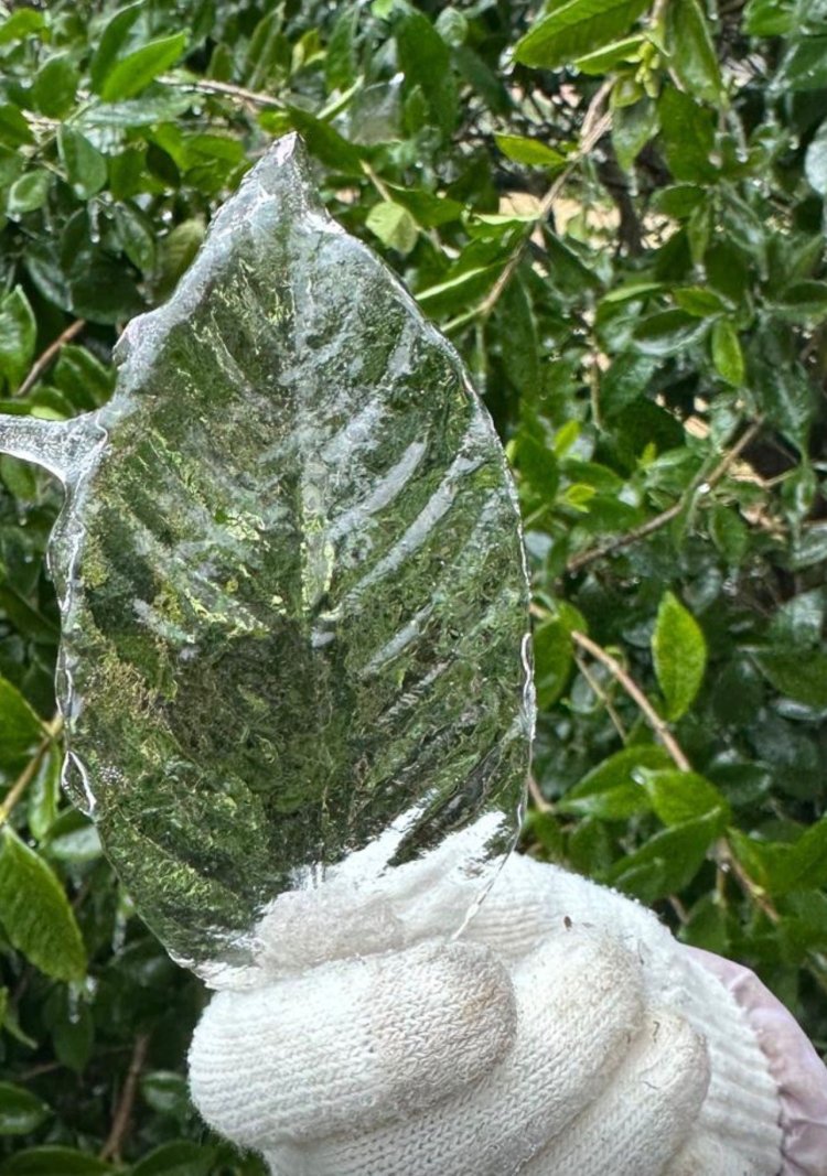 גל הקור באטלנטה (ללא קרדיט)