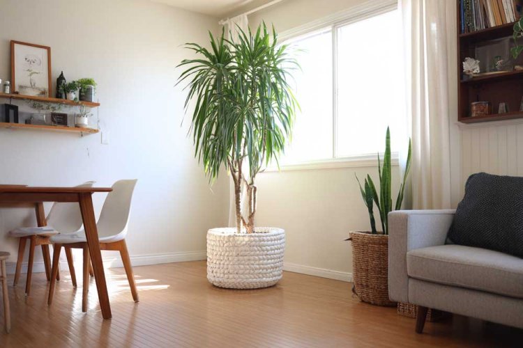 הצמח צריך לענות על צורך עיצובי, במקרה הזה - יצירת תחושת גובה