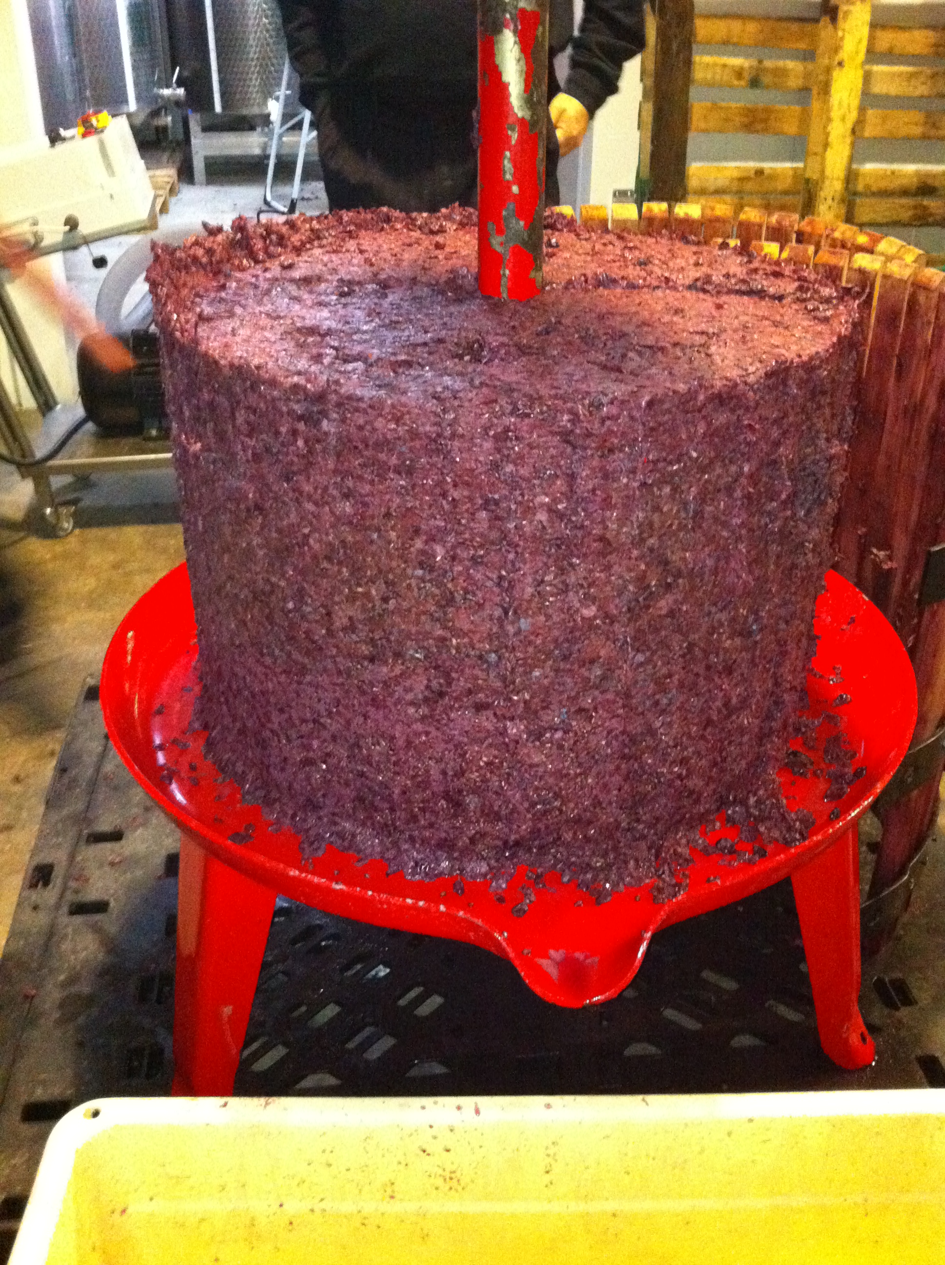 Grape pomace after traditional pressing