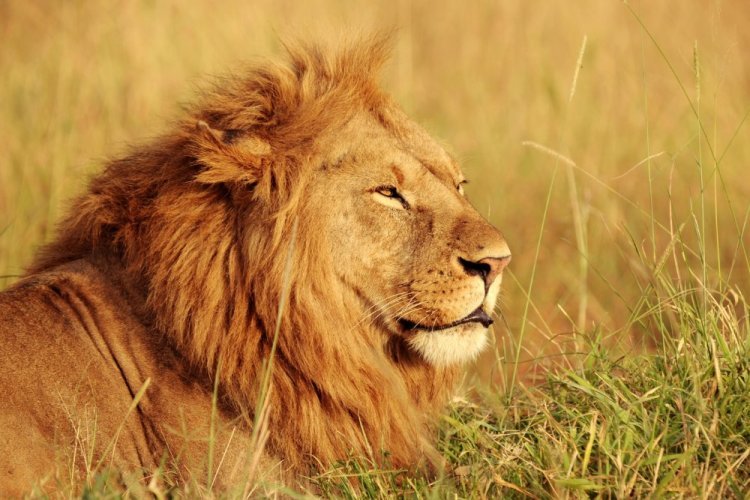 Arov wasn't just a plague of predatory animals – it was a plague of loss of boundaries and confusion