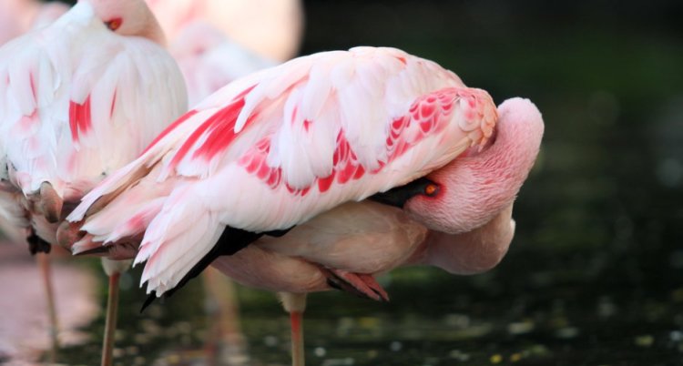 (צילום: Greens and Blues/shutterstock)