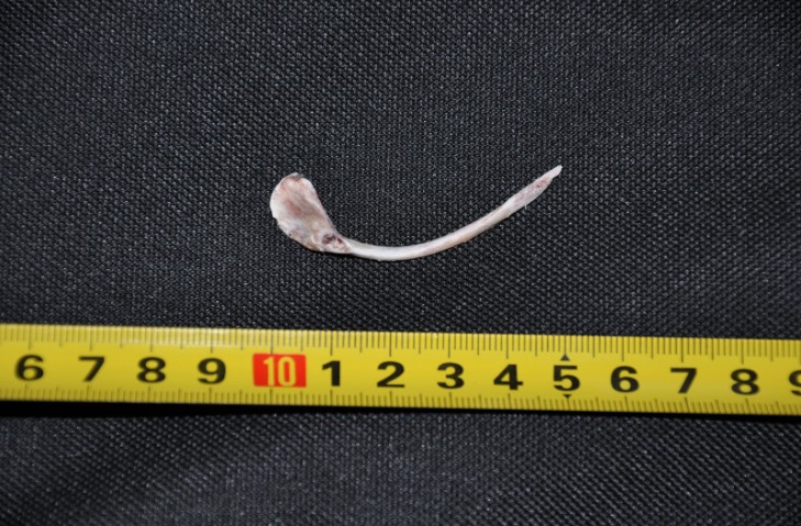 A bone Yossi turned into a needle to hide documents in his clothing