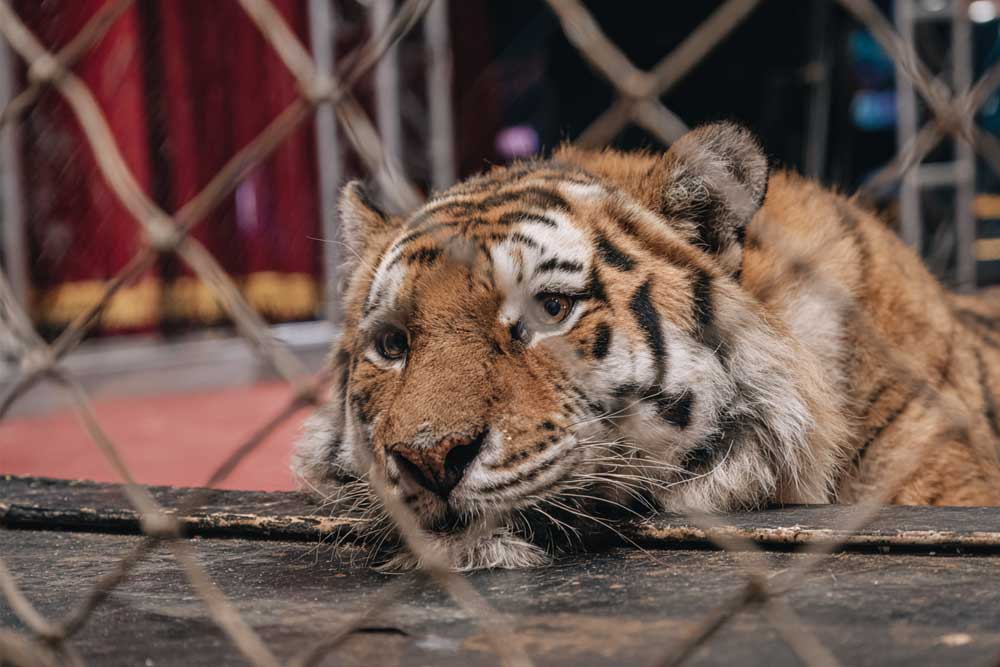 רבים ברוסיה קוראים להגבלות ואפילו לאיסור מוחלט על הופעות מסוג זה