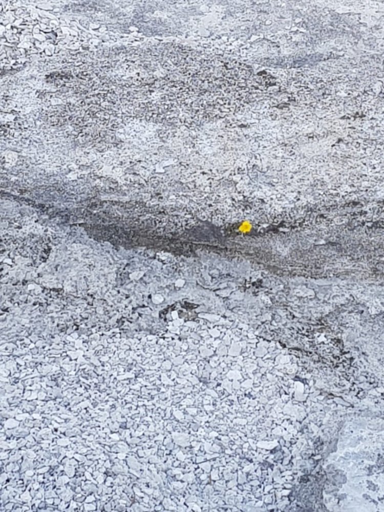 החרצית שגדלה לה בתוך הגייזר שאיים לשטוף הכל