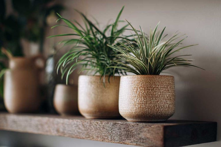 צמחים שונים - קו אחיד לעציצים