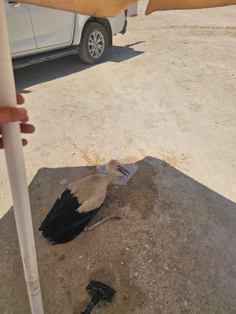 (צילום: חברת החשמל)