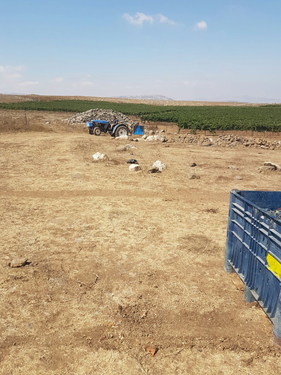 Harvesting grapes in the winery’s vineyards
