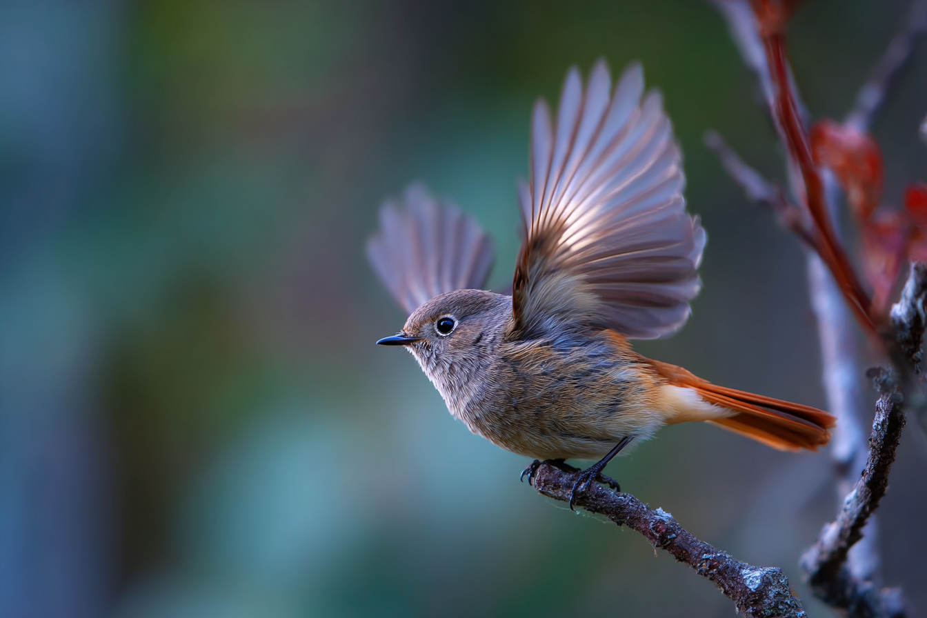 תנו להם לפרוש כנפיים ולעוף