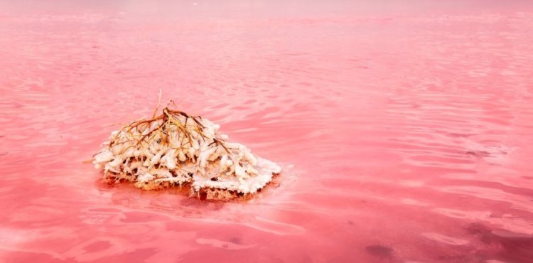 (צילום: Vera Larina/shutterstock)