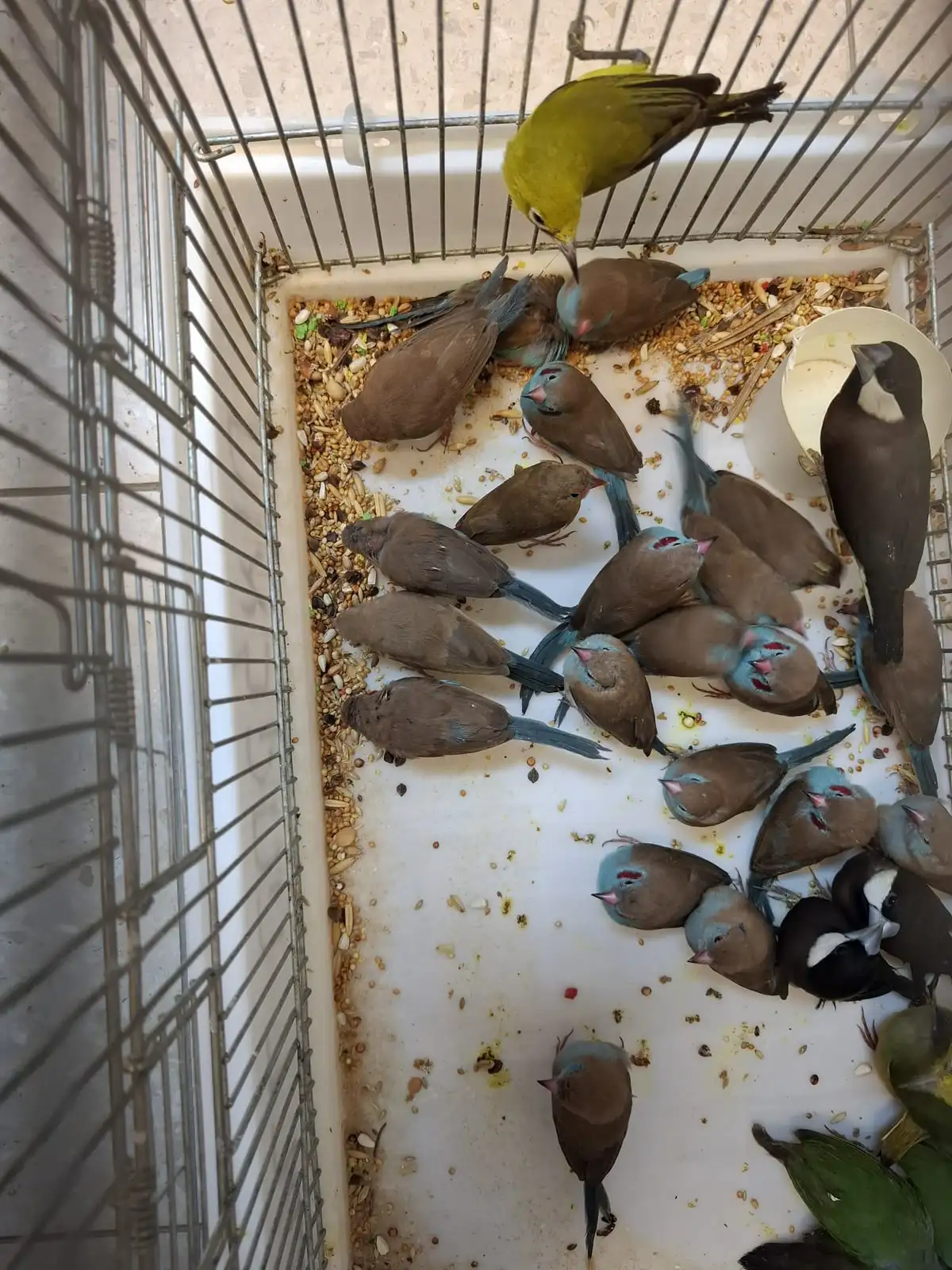 הציפורים שנתפסו (צילום: דוברות המשטרה)