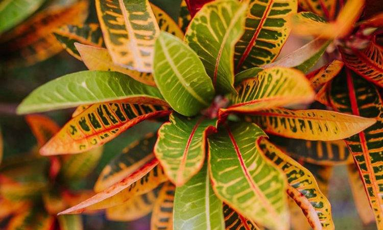 הצמח היפהפה שקיבלתי בסוכות ומת אחרי פחות מחודש 