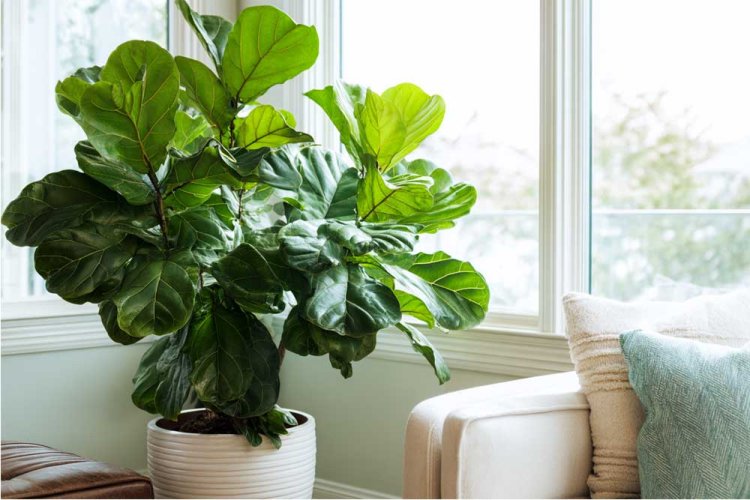 פיקוס כינורי - העלים הגדולים מוסיפים גובה ועומק