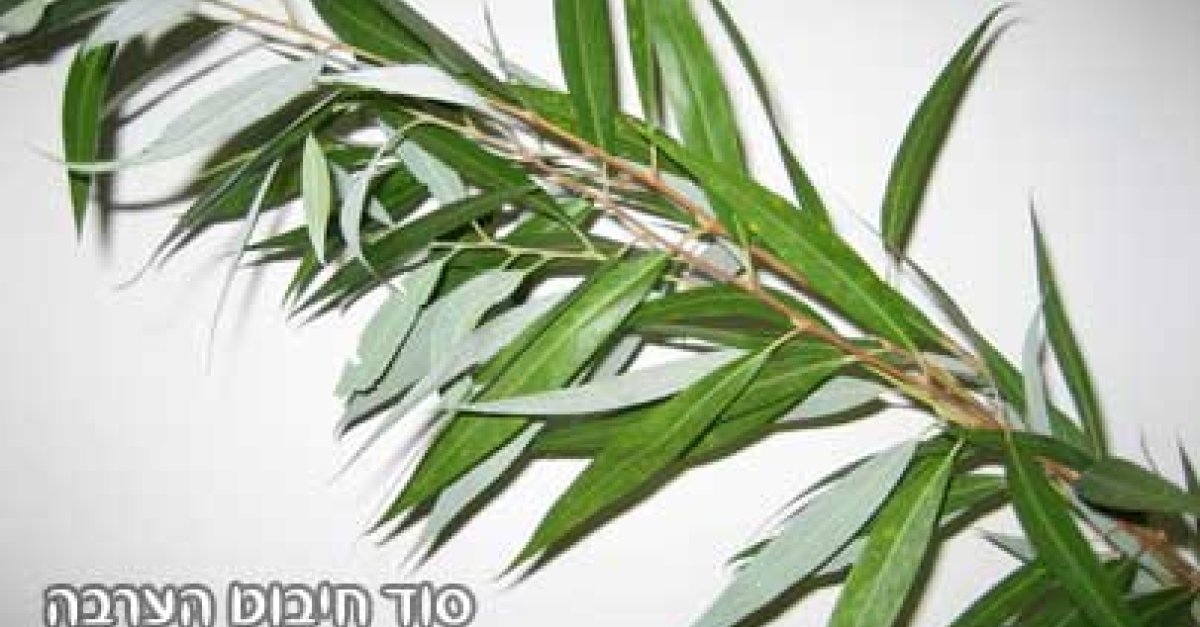 הרב אליהו עמר - סוד חיבוט הערבה בהושענא רבה - הידברות